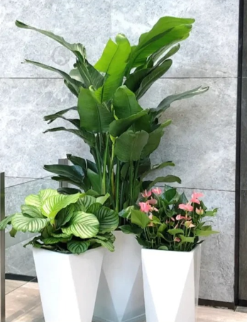鄞州绿化养护病虫害识别-江北花卉租摆折扣-海曙商务花木出租推荐-北仑花木租赁常见疑问